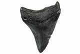Serrated, Fossil Megalodon Tooth - South Carolina #301832-1